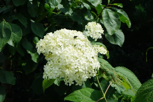 Abejorro Una Flor Hydrangea Arborescens Comúnmente Conocida Como Hortensia Suave — Foto de Stock