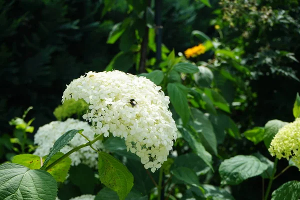 Çiçekteki yaban arısı. Hydrangea arborescens, Hydrangeae familyasından bir bitki türü olup, genellikle ortanca, yabani ortanca, yedi ağaç kabuğu veya bazı durumlarda koyun çiçeği olarak bilinir. Berlin, Almanya  