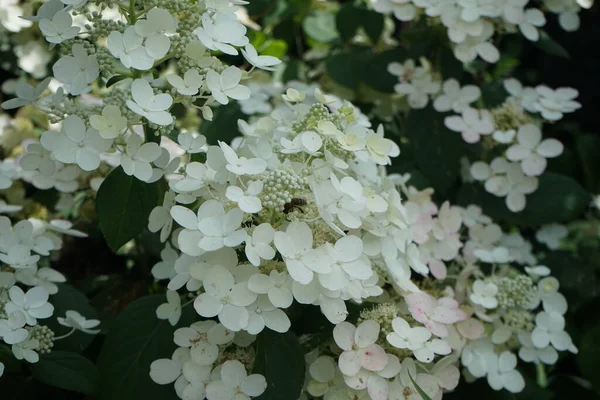 アジサイの上で蜂 Paniculata Pinky Winky アジサイ ピンキーウィンキー 2トーンの花が特徴の最初の円錐形のアジサイです ドイツ ベルリン — ストック写真