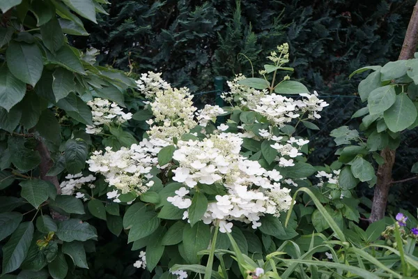 Hydrangea Paniculata Pinky Winky Den Första Panikhortensia Som Kännetecknas Tvåfärgad — Stockfoto