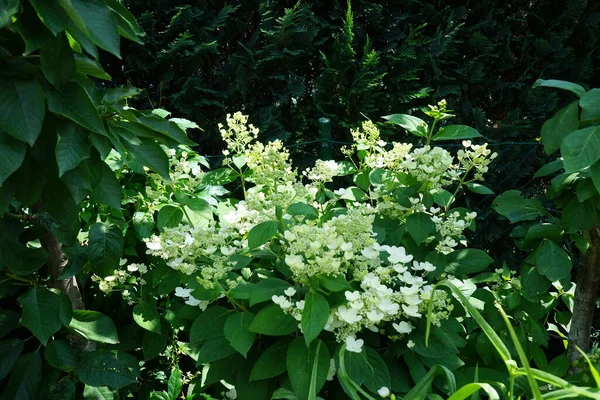 Hydrangea Paniculata Pinky Winky Den Första Panikhortensia Som Kännetecknas Tvåfärgad — Stockfoto