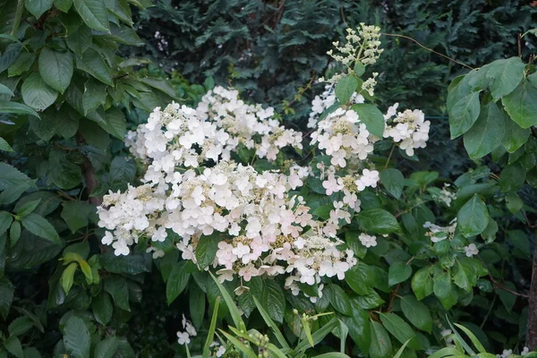 水仙花 Hydrangea Paniculata 是第一个以双音花为特征的水仙花 德国柏林 — 图库照片