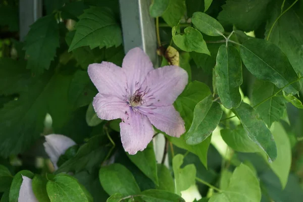 Delikatny Fioletowy Kolor Nostalgiczny Urok Sprawiają Clematis Hagley Hybrid Emanuje — Zdjęcie stockowe