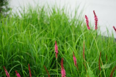 Bistorta amplexicaulis, Persicaria amplexicaulis, karabuğday familyasından bir bitki türü. Berlin, Almanya