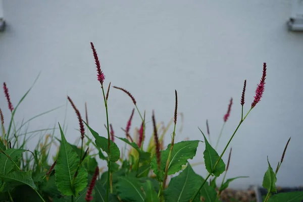 Rode Bistort Persicaria Amplexicaulis Een Plant Uit Familie Van Boekweit — Stockfoto