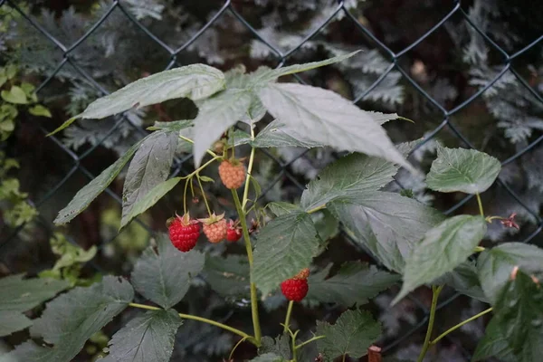 Lampone Rosso Luglio Giardino Berlino Germania — Foto Stock