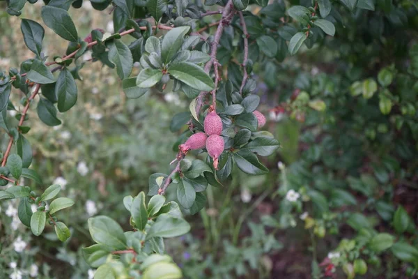 Frukter Chaenomeles Speciosa Friesdorfer Type 205 Juli Chaenomeles Speciosa Den — Stockfoto