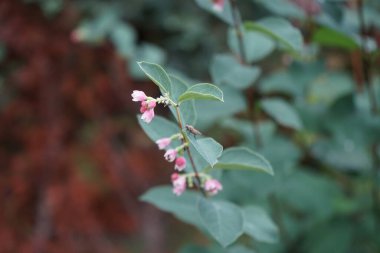 Symphoricarpos albus çiçekleri üzerinde uç. Symphoricarpos albus, hanımeli familyasından yaygın olarak bilinen bir bitki türüdür. Berlin, Almanya 