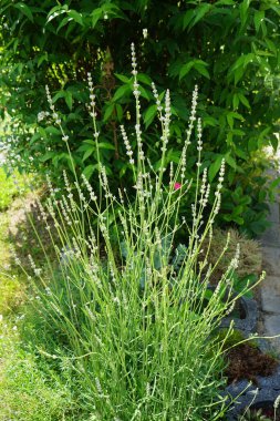 Temmuzda bahçede çiçek açan lavanta çalısı. Lavandula (lavanta olarak da bilinir), naneli bitki familyasından bir bitki türüdür. Berlin, Almanya    