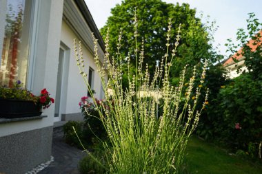 Temmuzda bahçede çiçek açan lavanta çalısı. Lavandula (lavanta olarak da bilinir), naneli bitki familyasından bir bitki türüdür. Berlin, Almanya    