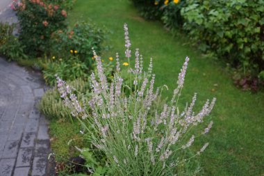 Temmuzda bahçede çiçek açan lavanta çalısı. Lavandula (lavanta olarak da bilinir), naneli bitki familyasından bir bitki türüdür. Berlin, Almanya    