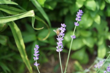 Çiçeklere arı konmuş Lavandula angustifolia 