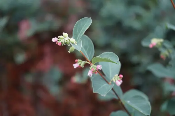 Symphoricarpos Albus Druh Kvetoucí Rostliny Rodiny Zimolezu Známé Pod Obecným — Stock fotografie