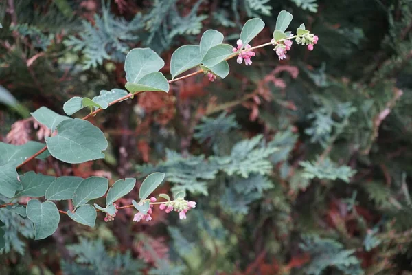 Symphoricarpos Albus Druh Kvetoucí Rostliny Rodiny Zimolezu Známé Pod Obecným — Stock fotografie