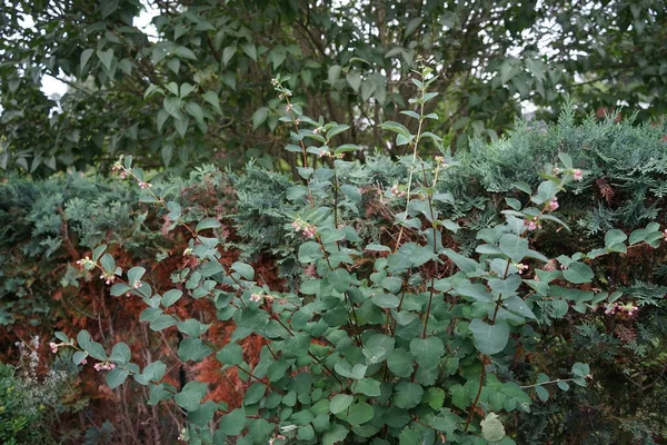 Symphoricarpos Albus Egy Faj Virágzó Növény Mézeskalács Család Ismert Közös — Stock Fotó