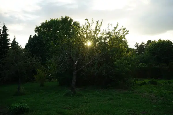 Sol Brilha Através Dos Ramos Das Árvores Bela Paisagem Julho — Fotografia de Stock
