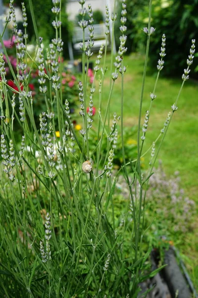 7月に庭の開花ラベンダーブッシュにカタツムリ ラバンドゥラ Lavandula ラベンダーと呼ばれるミント科ラミア属の植物です ドイツ ベルリン — ストック写真