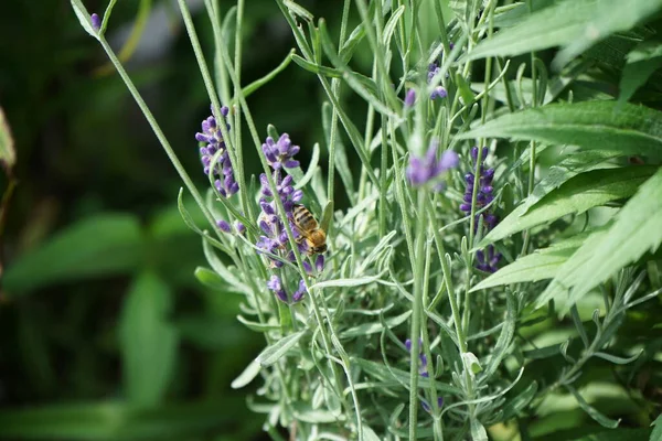 Bin Blommor Lavandula Angustifolia Hidcote Trädgården Juli Lavandula Lavendel Art — Stockfoto