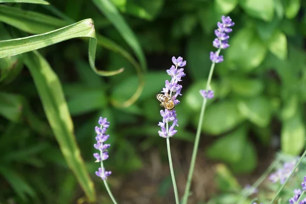 Biene Auf Blüten Lavandula Angustifolia Hidcote Garten Juli Lavandula Volksmund — Stockfoto