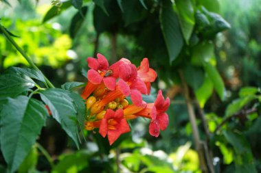 Kamp radyanları, trompet sarmaşığı veya trompet sarmaşığı, Bignoniaceae familyasından bir bitki türüdür. Berlin, Almanya 