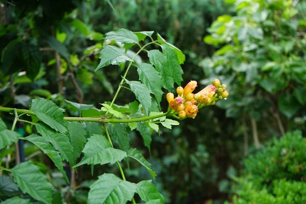 Kamp radyanları, trompet sarmaşığı veya trompet sarmaşığı, Bignoniaceae familyasından bir bitki türüdür. Berlin, Almanya 