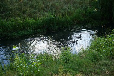 Temmuz ayında Wuhle Nehri 'nde bir beyaz kuğu ailesi yüzer. Marzahn-Hellersdorf, Berlin, Almanya 