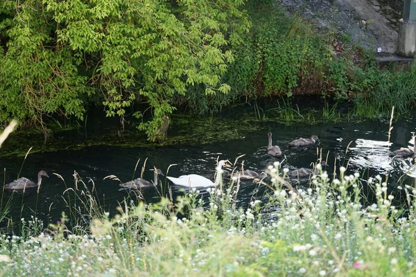 Una Familia Cisnes Blancos Flota Río Wuhle Julio Marzahn Hellersdorf —  Fotos de Stock