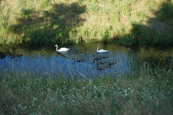 Una Familia Cisnes Blancos Flota Río Wuhle Julio Marzahn Hellersdorf —  Fotos de Stock