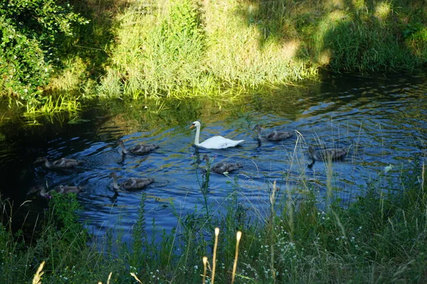 Una Familia Cisnes Blancos Flota Río Wuhle Julio Marzahn Hellersdorf — Foto de Stock