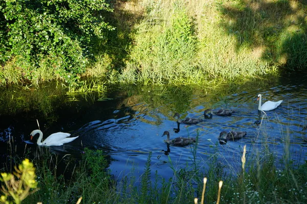 Une Famille Cygnes Blancs Flotte Sur Rivière Wuhle Juillet Marzahn — Photo