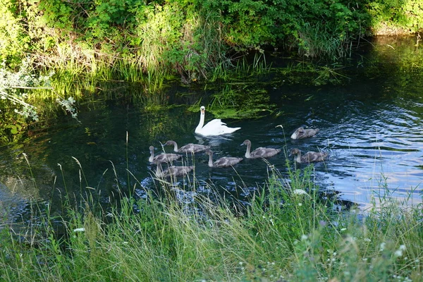 Una Familia Cisnes Blancos Flota Río Wuhle Julio Marzahn Hellersdorf — Foto de Stock