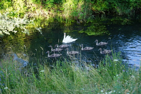 Una Familia Cisnes Blancos Flota Río Wuhle Julio Marzahn Hellersdorf — Foto de Stock