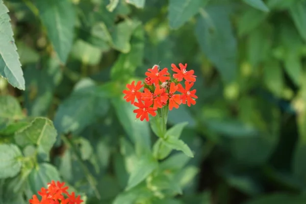 Œillet Coucou Lychnis Chalcedonica Avec Nom Romantique Brennende Liebe Burning — Photo