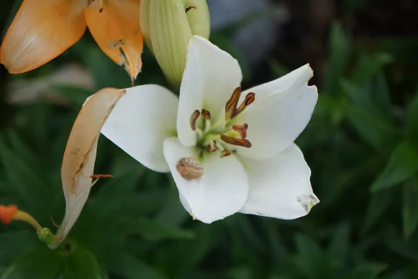 Lírios Brancos Jardim Julho Lilium Género Botânico Pertencente Família Asteraceae — Fotografia de Stock