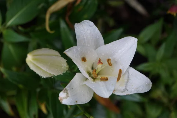 Lírios Brancos Jardim Julho Lilium Género Botânico Pertencente Família Asteraceae — Fotografia de Stock