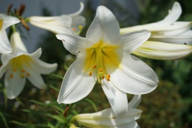 Beyaz Lily, Lilium Candidum, çiçek bahçesinde. Lilium candidum, Madonna zambağı, gerçek zambak ailesinde bir bitkidir. Berlin, Almanya
