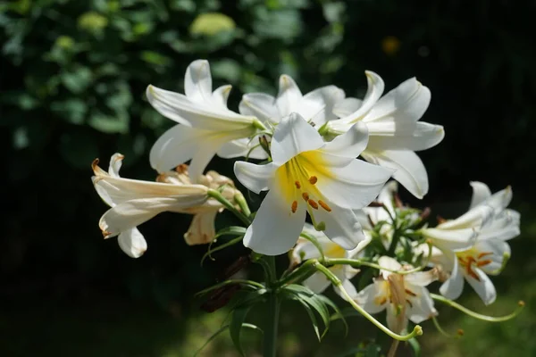 Beyaz Lily, Lilium Candidum, çiçek bahçesinde. Lilium candidum, Madonna zambağı, gerçek zambak ailesinde bir bitkidir. Berlin, Almanya