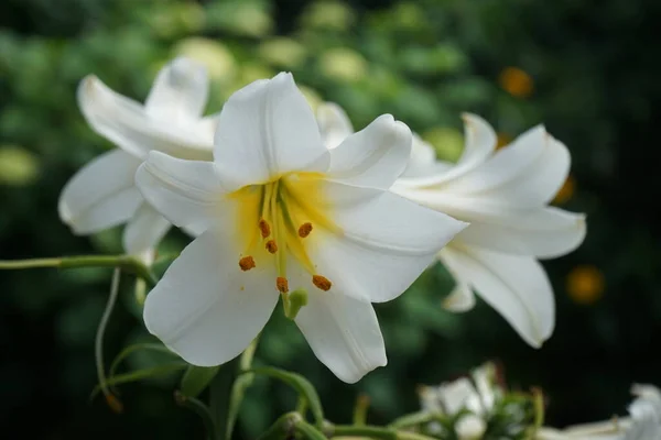 Biała Lily Lilium Candidum Ogrodzie Kwiatowym Lilium Candidum Madonna Lilia — Zdjęcie stockowe