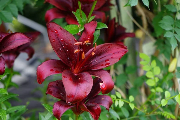 Lilium Asiatic Landini Black Asiatic Lily Blooms July Garden Berlin — Stock Photo, Image