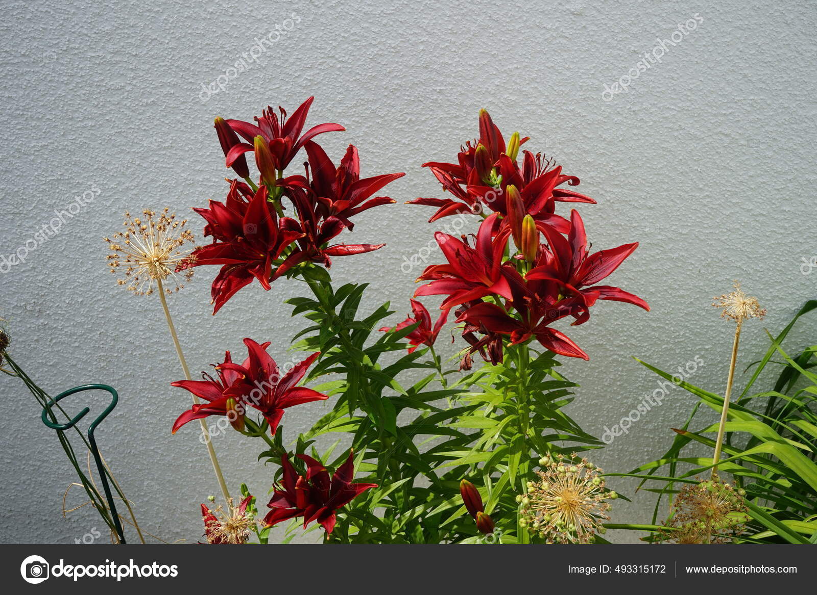 亚洲百合X杂交花在花园里盛开百合花真正的百合花是一种草本植物从球茎生长都有巨大的突出的花德国柏林——