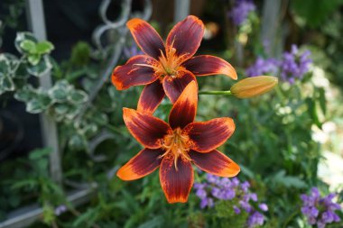 Lilium Asyalı 