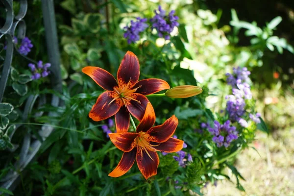 Lilium Asiática Siempre Susan Las Enormes Flores Del Lirio Forever —  Fotos de Stock