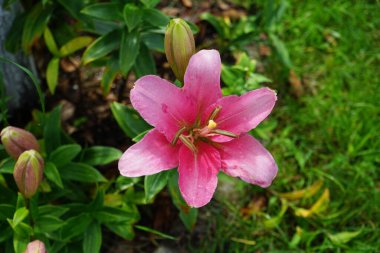 Pembe zambaklar, Lilium x melez Algarve Temmuz 'da bahçede. Lilium, gerçek zambaklar, büyük, belirgin çiçekleri olan, ampullerden büyüyen bir bitki cinsidir. Berlin, Almanya 