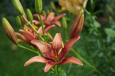Lilium Asyalı 