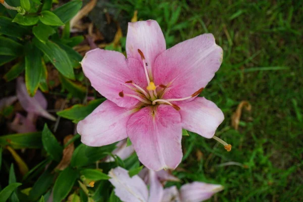 Lirios Rosados Lilium Hybridum Algarve Julio Jardín Lilium Lirios Verdaderos —  Fotos de Stock