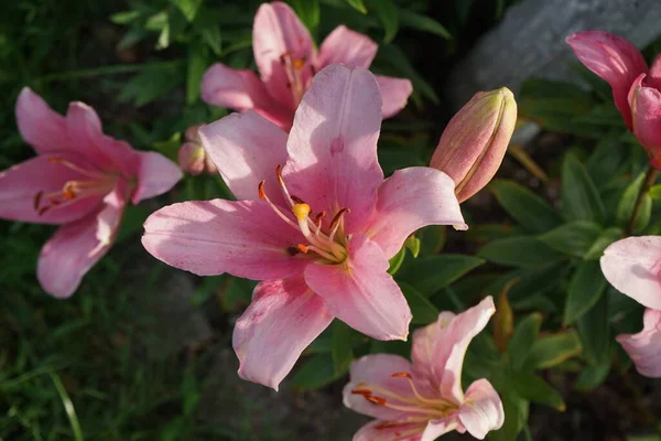 Lírios Cor Rosa Lilium Hybridum Algarve Julho Jardim Lilium Género — Fotografia de Stock