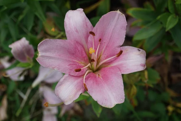 Lírios Cor Rosa Lilium Hybridum Algarve Julho Jardim Lilium Género — Fotografia de Stock