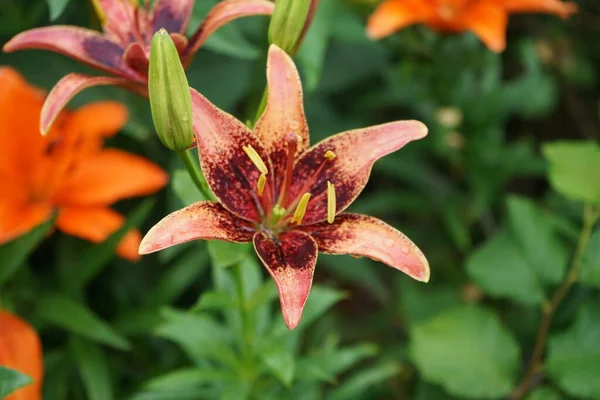 Lilium Asiático Tango Olina Floresce Julho Jardim Lilium Género Botânico — Fotografia de Stock
