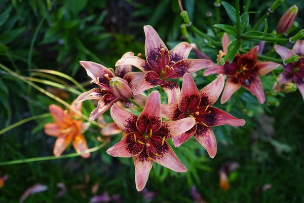 Lilium Asyalı Tango Olina Temmuz Ayında Bahçede Çiçek Açar Lilium — Stok fotoğraf