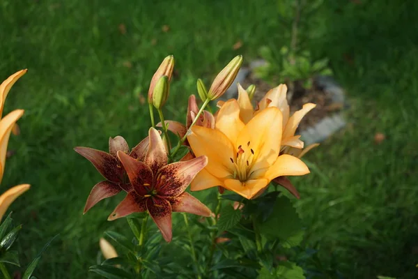 Die Asiatischen Lilien Tango Olina Blühen Gegen Die Orangefarbenen Lilien — Stockfoto